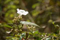 Merremia umbellata subsp. orientalis
